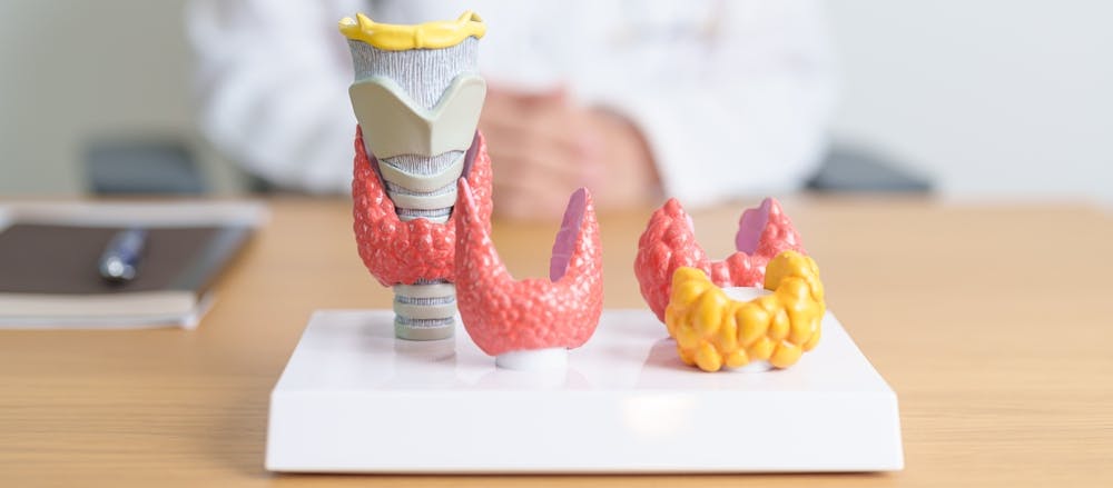 Model of a thyroid gland and larynx for medical training.