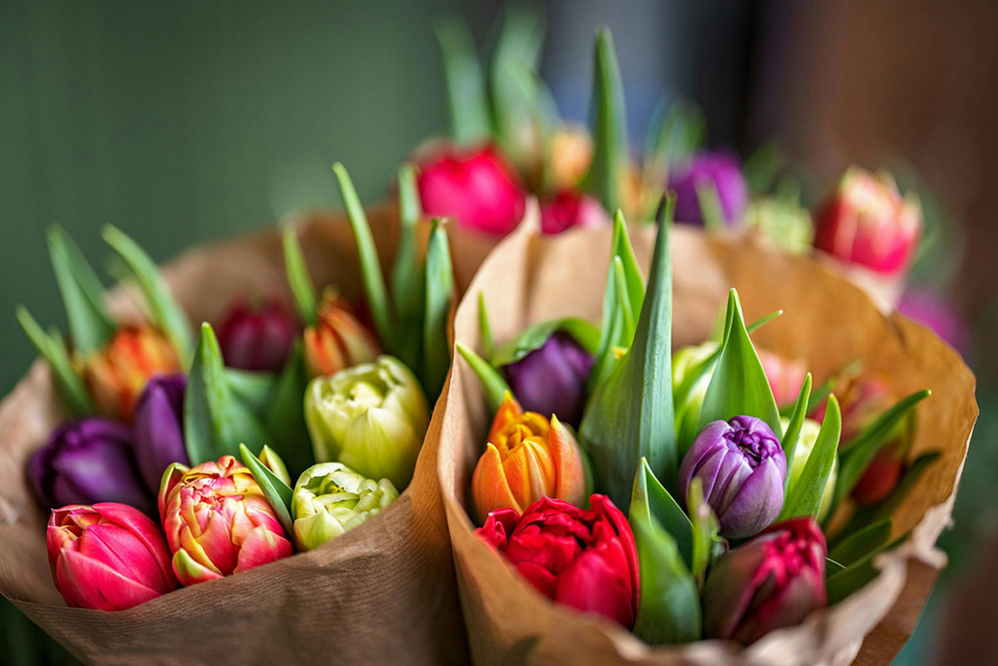 Colourful bouquet of tulips wrapped in paper.